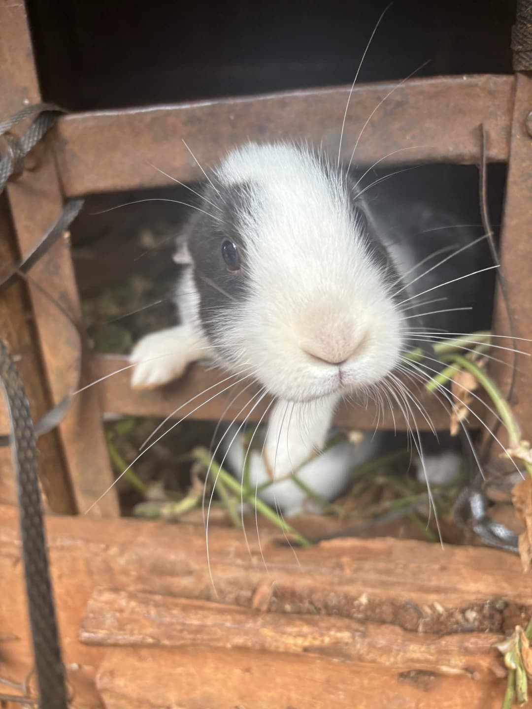 A Bunny.
