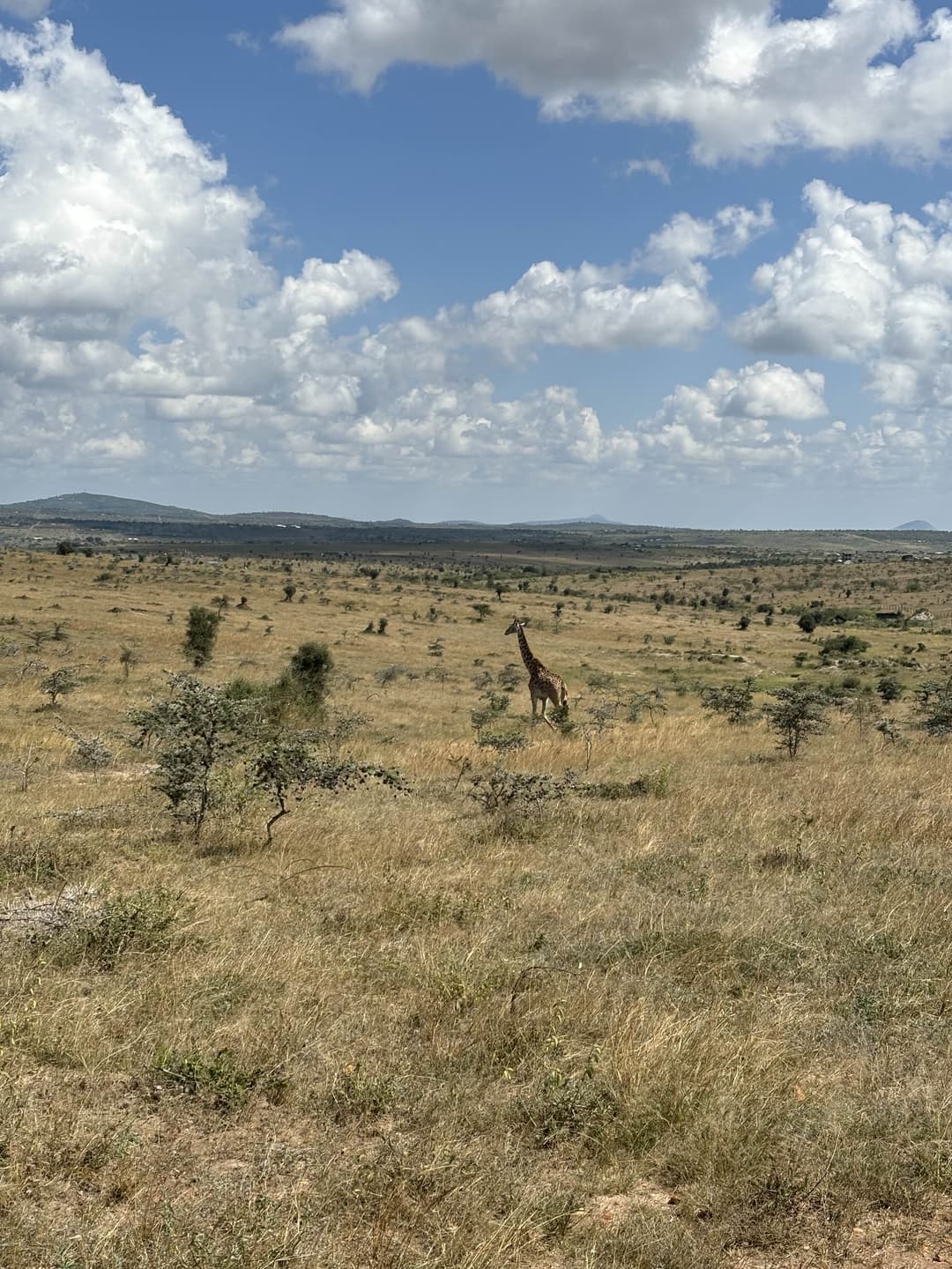 Giraffes in the savanna.