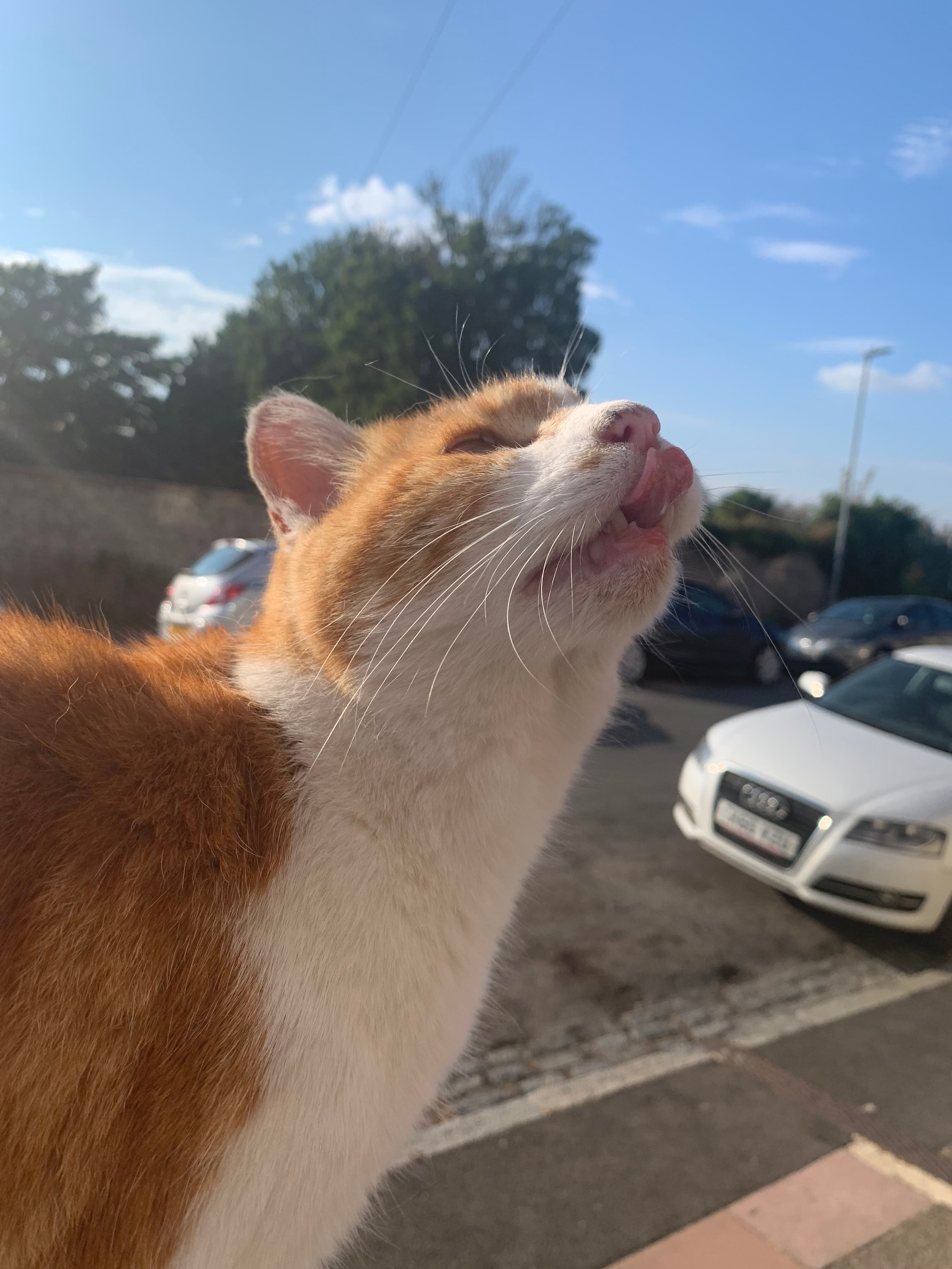 A random orange cat that kept following me everywhere I went.